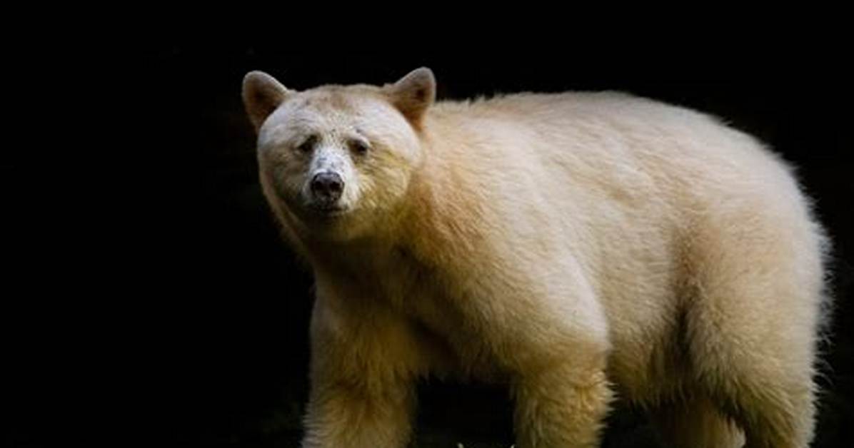 How Long Do Kermode Bears Live