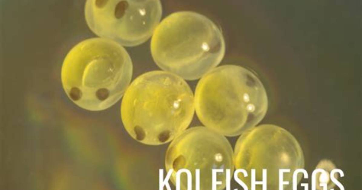 How Long Do Koi Eggs Take to Hatch