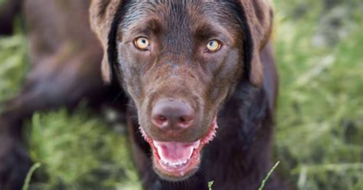 How Long Do Labradors Moult for?