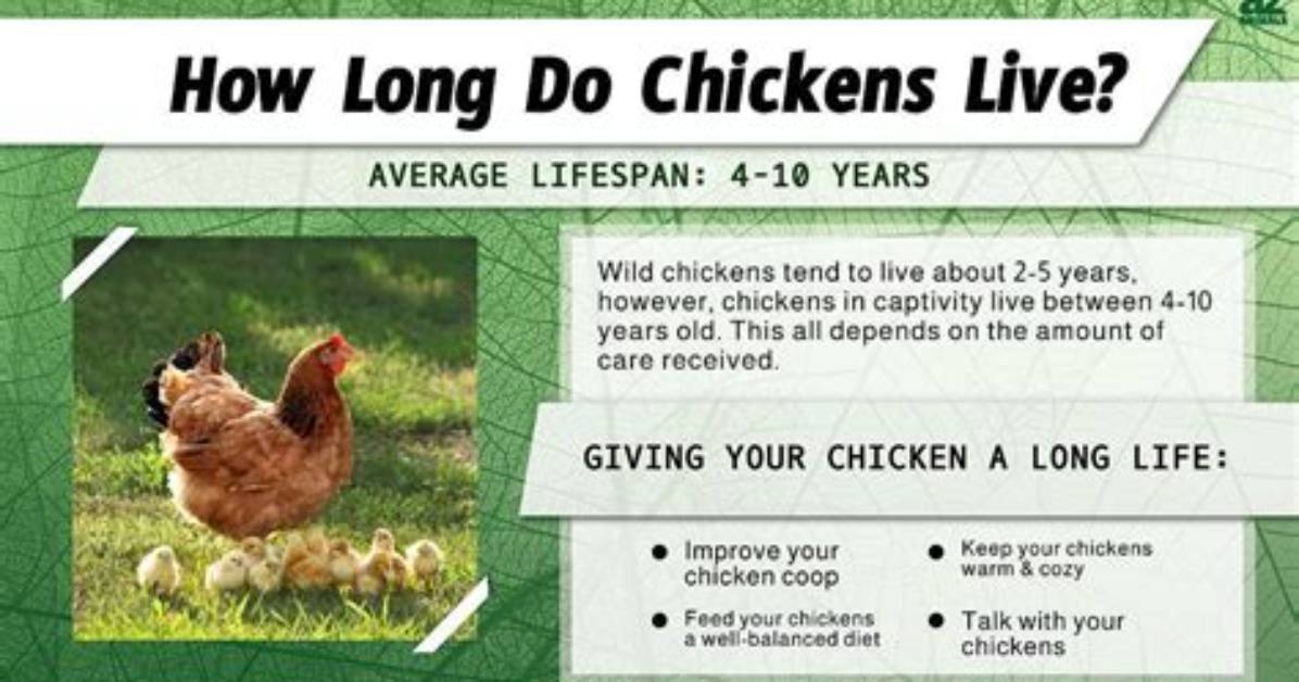 How Long Do Laying Chickens Live?