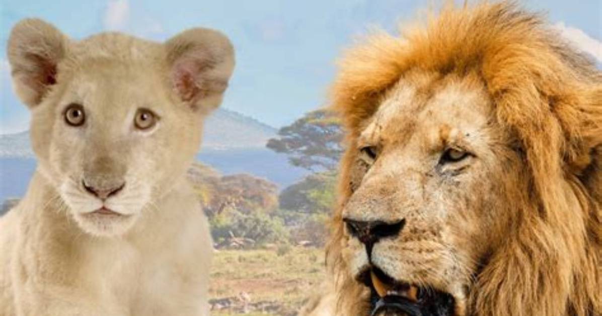 How Long Do Lions Live