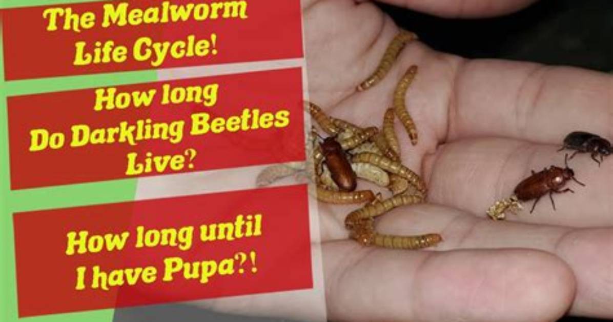 How Long Do Mealworm Beetles Live?