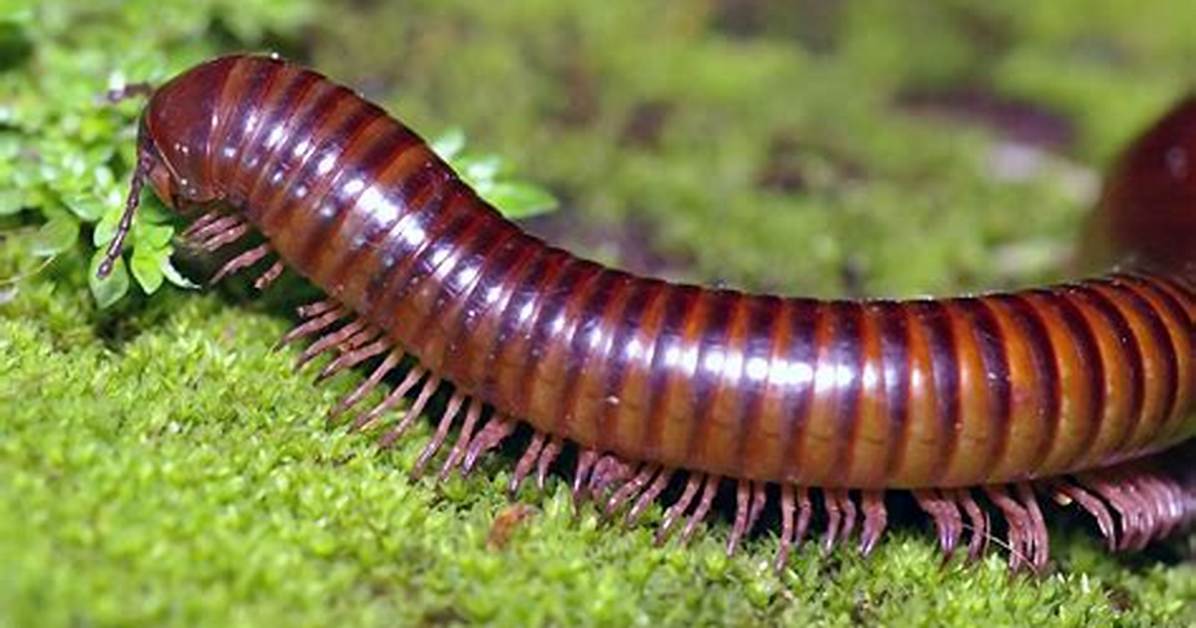 How Long Do Millipedes Live in Captivity?