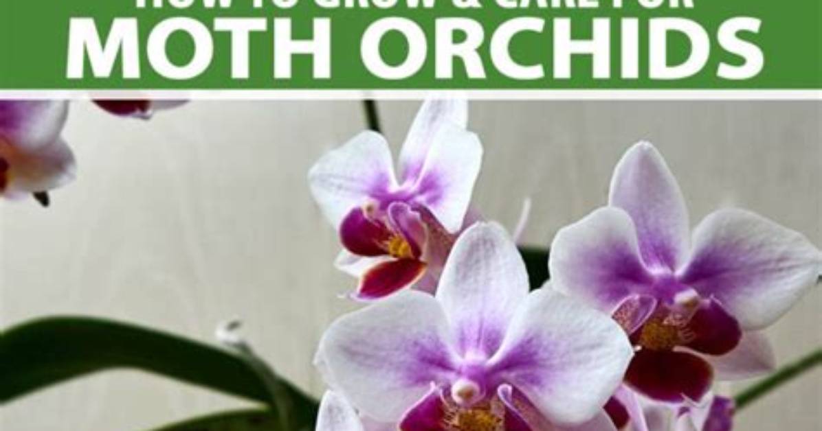 How Long Do Moth Orchids Bloom