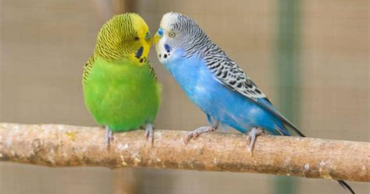 How Long Do Moustached Parakeets Live?