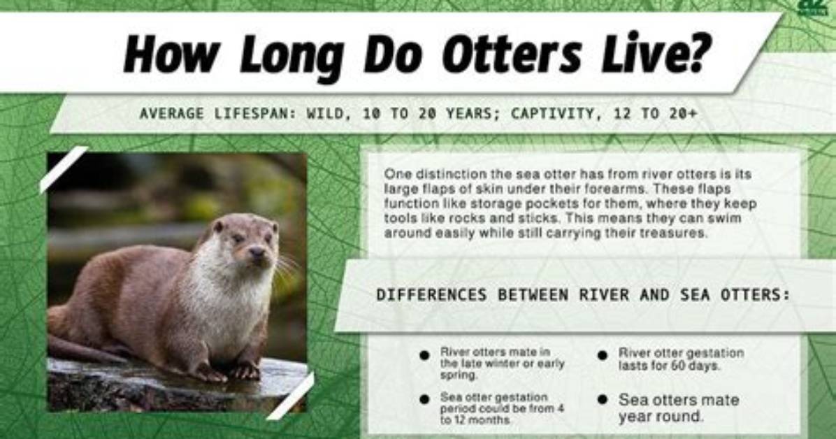 How Long Do Otters Live?