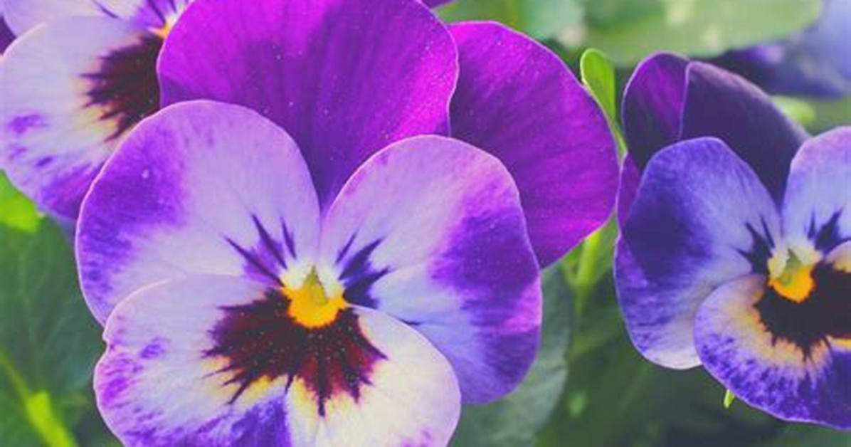 How Long Do Pansies Last?