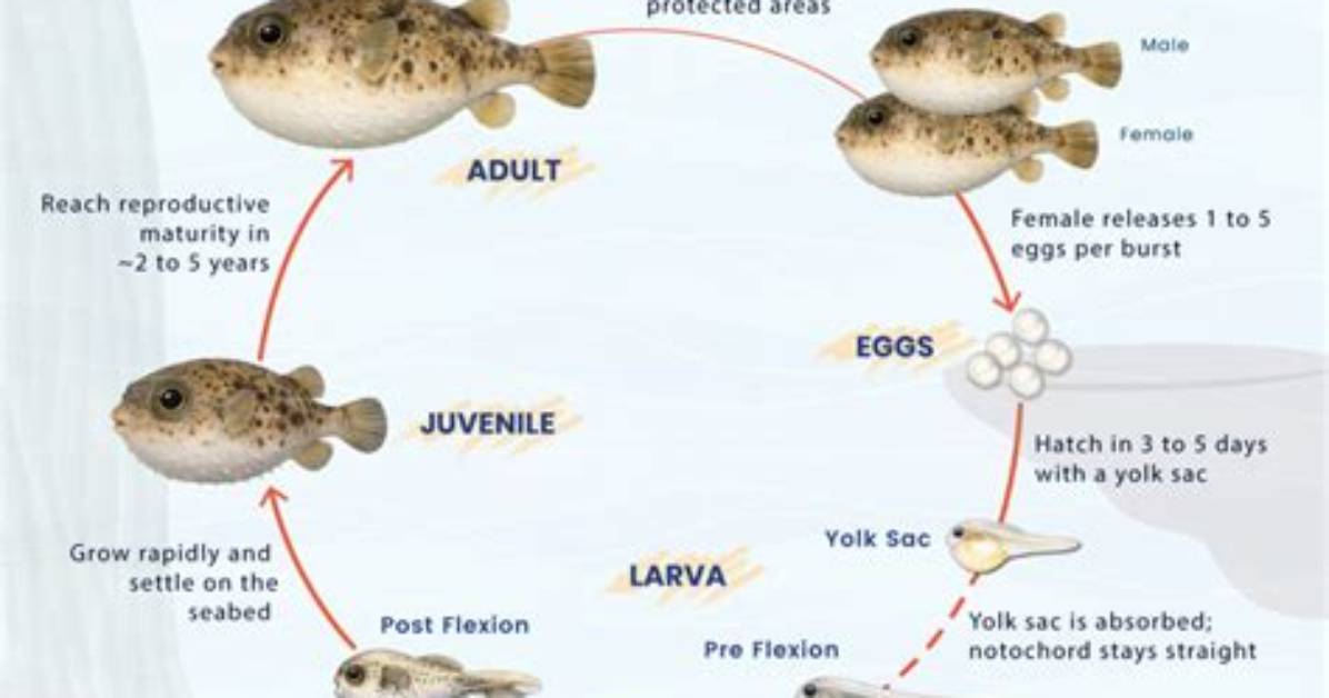 How Long Do Puffer Fish Live?