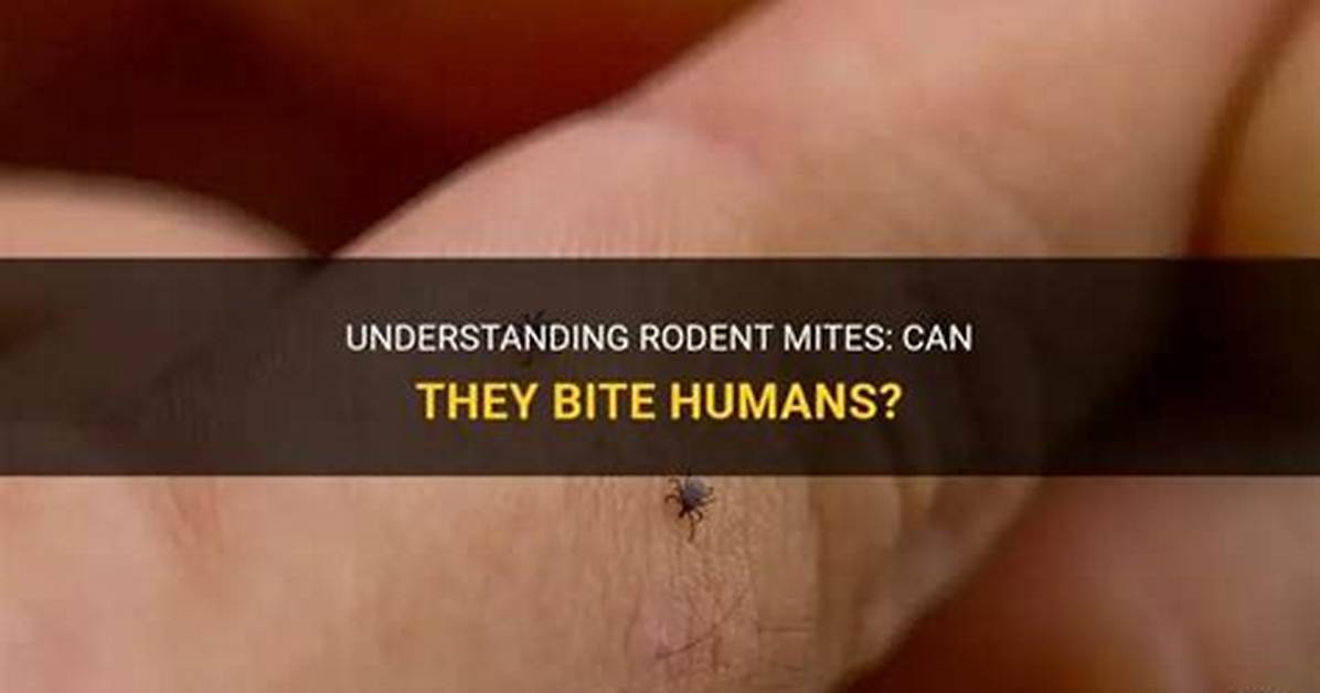 How Long Do Rat Mite Bites Last