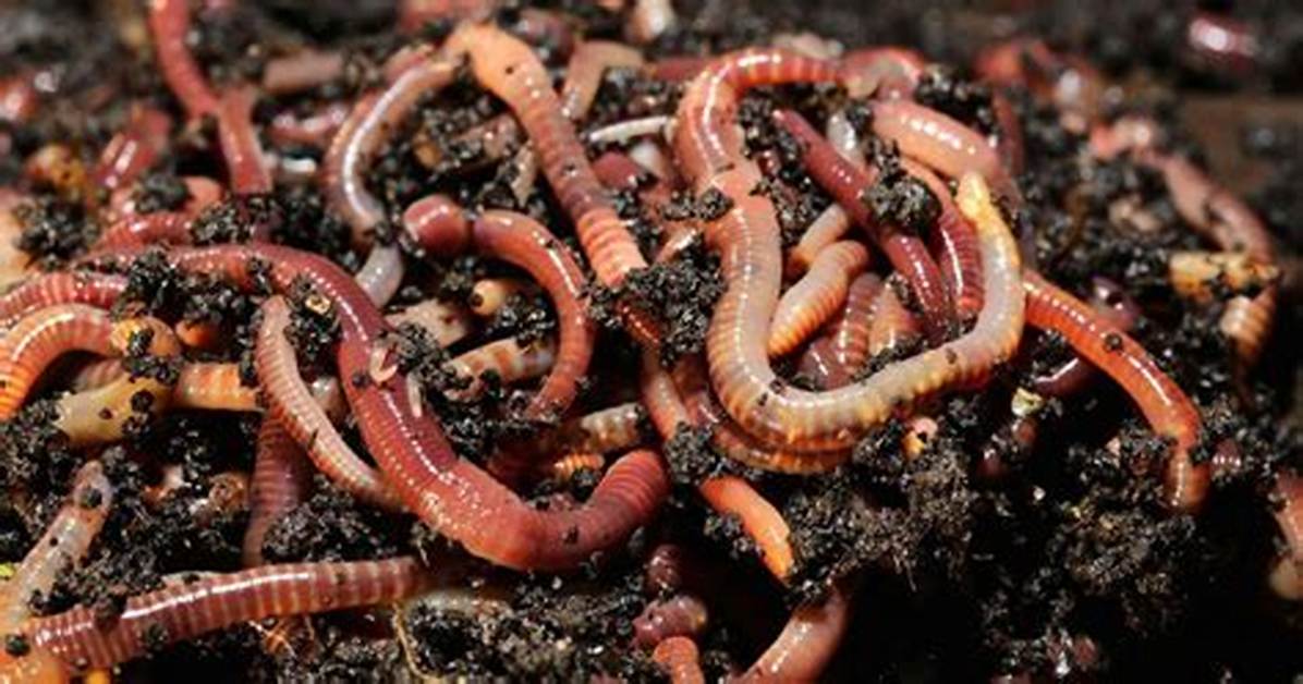 How Long Do Red Worms Live