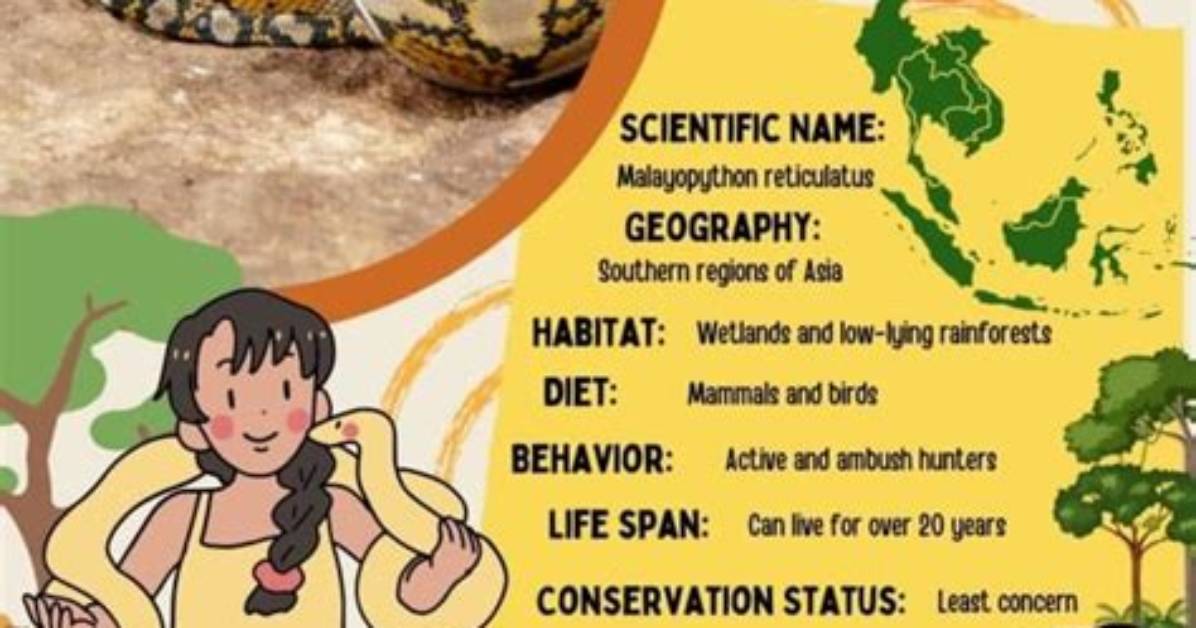 How Long Do Reticulated Pythons Live?