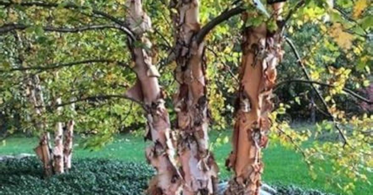 How Long Do River Birch Trees Live