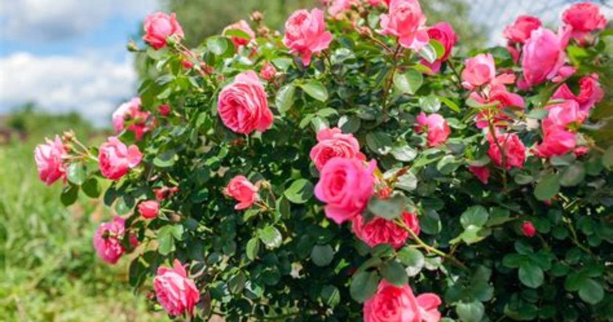 How Long Do Rose Blooms Last