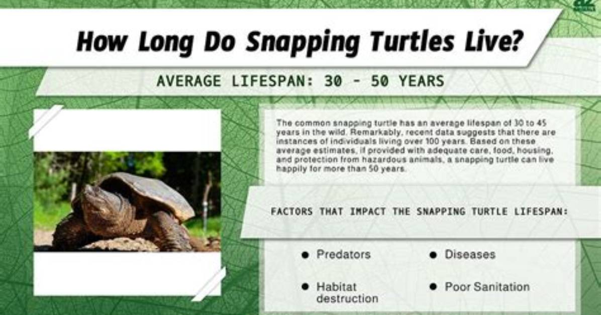 How Long Do Snapping Turtles Live?