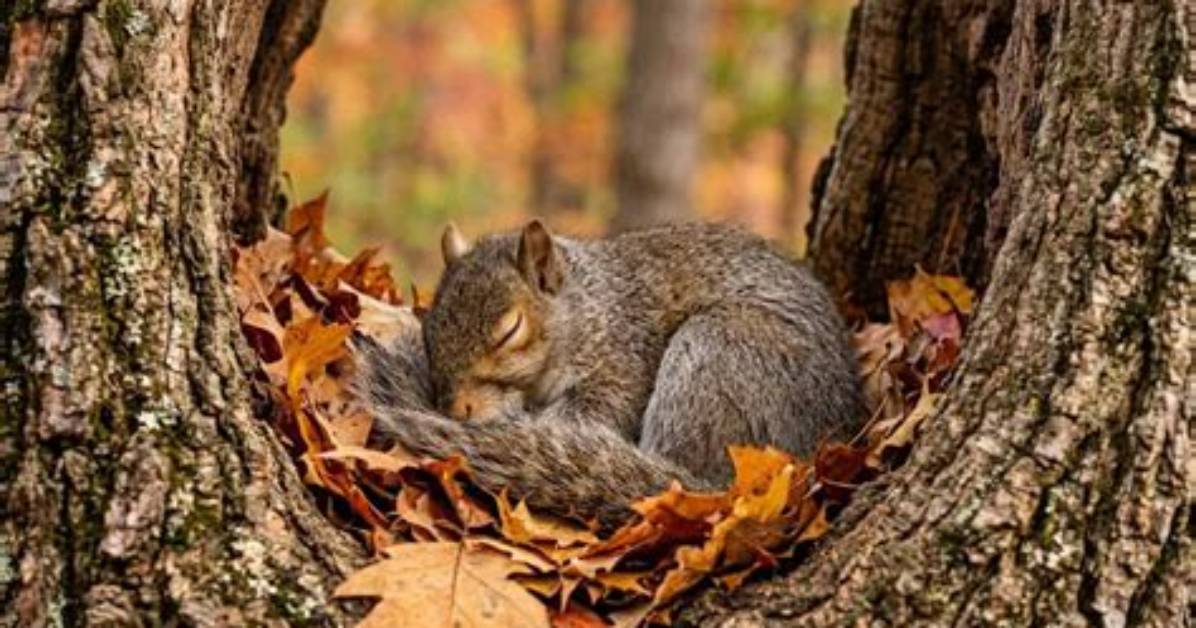 How Long Do Squirrels Hibernate