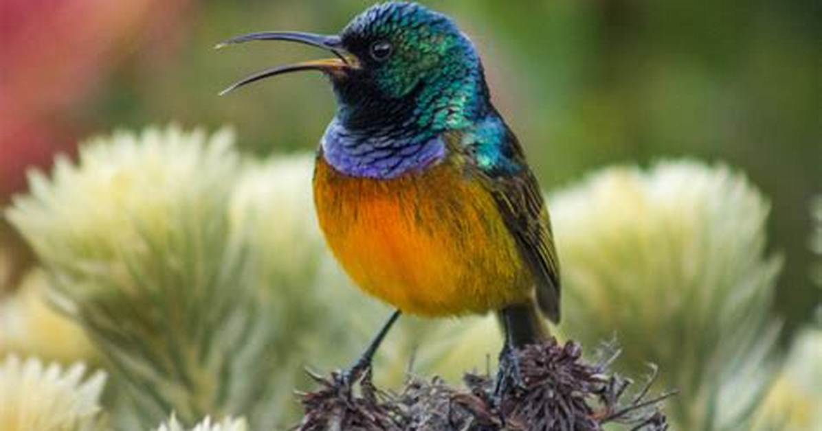 How Long Do Sunbirds Live?