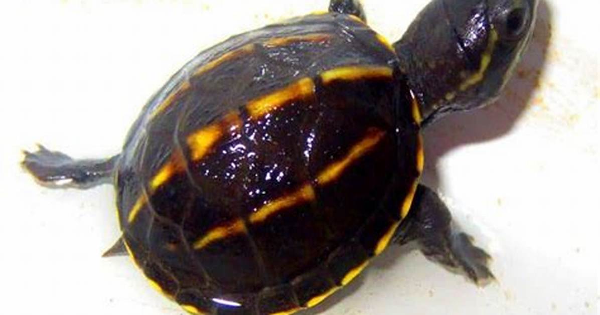 How Long Do Three Striped Mud Turtles Live?