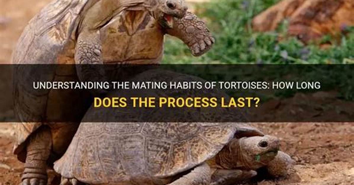 How Long Do Tortoises Mate for?
