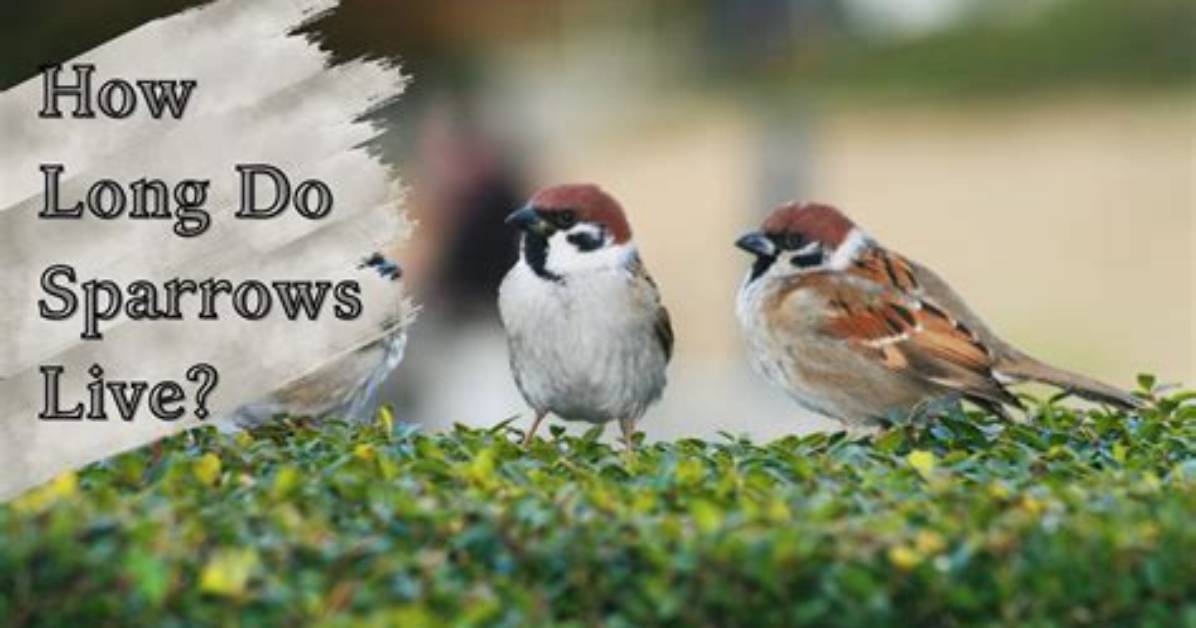 How Long Do Tree Sparrows Live?