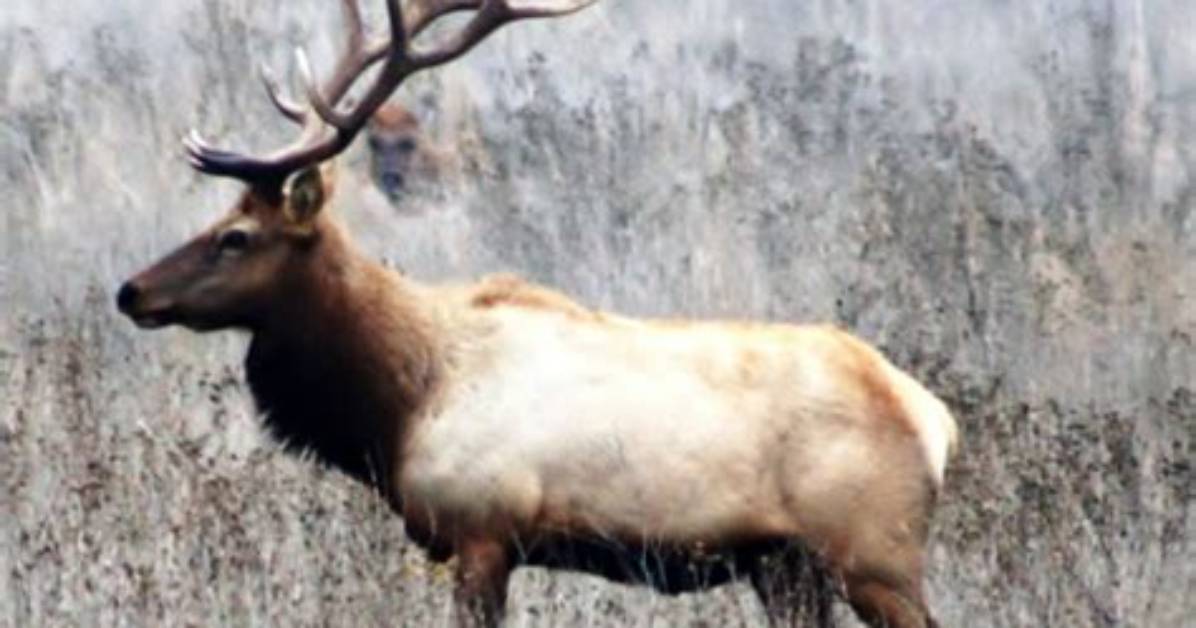 How Long Do Tule Elk Live