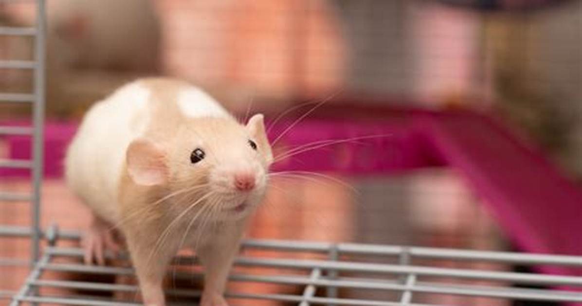 How Long Do White Rats Live for?