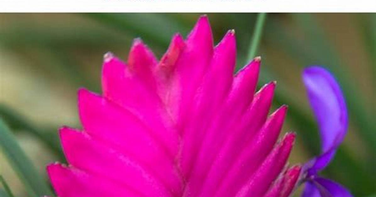 How Long Does a Bromeliad Flower Last
