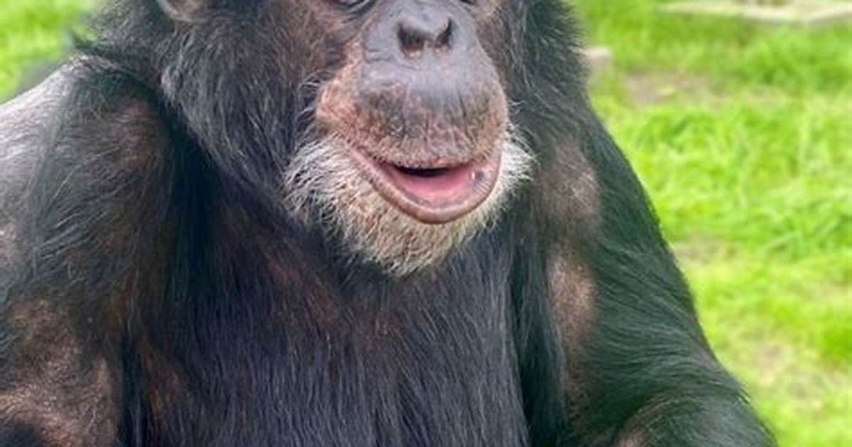 How Long Does a Chimp Live