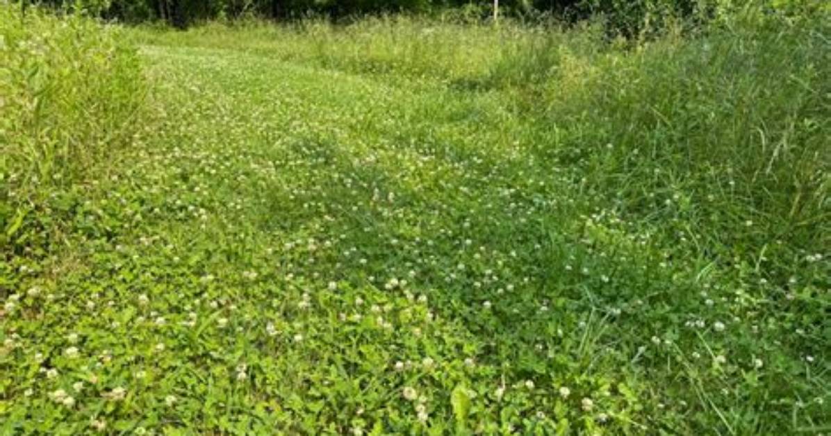 How Long Does a Clover Food Plot Last