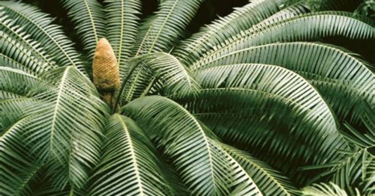 How Long Does a Cycad Live