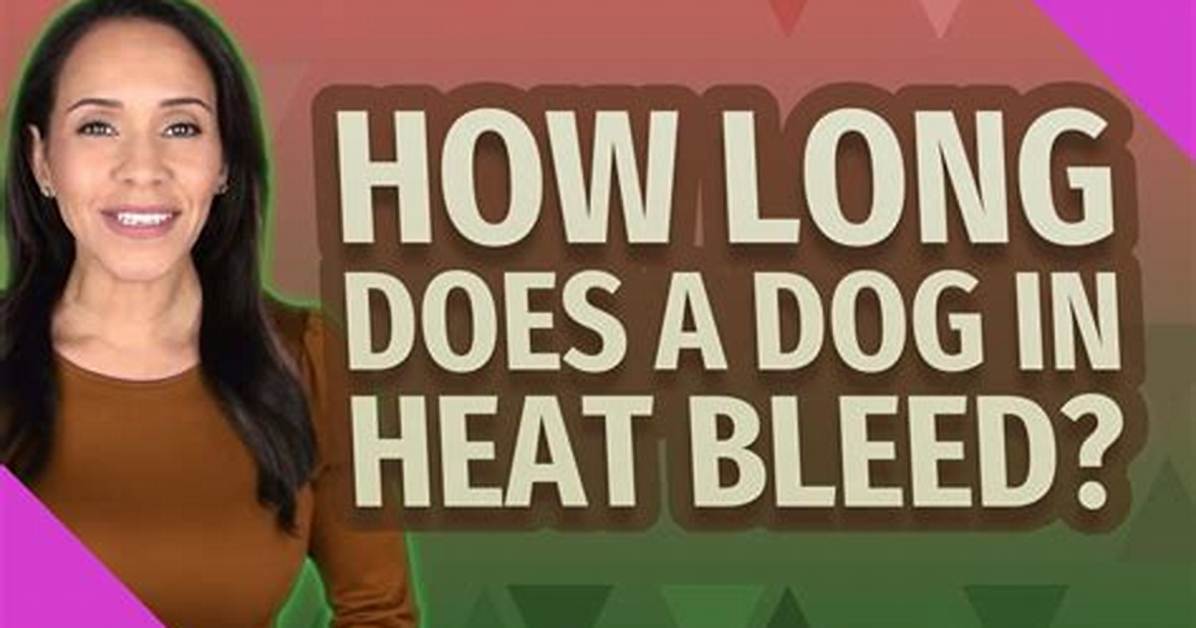 How Long Does a Dog Bleed When in Heat?