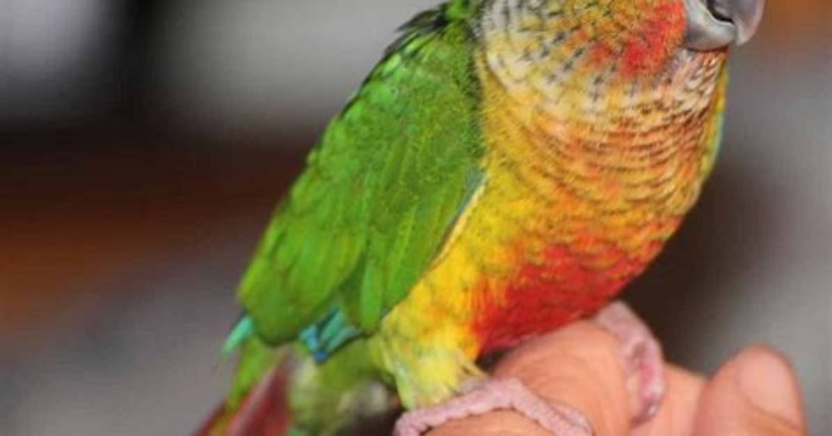 How Long Does a Green Cheek Conure Live