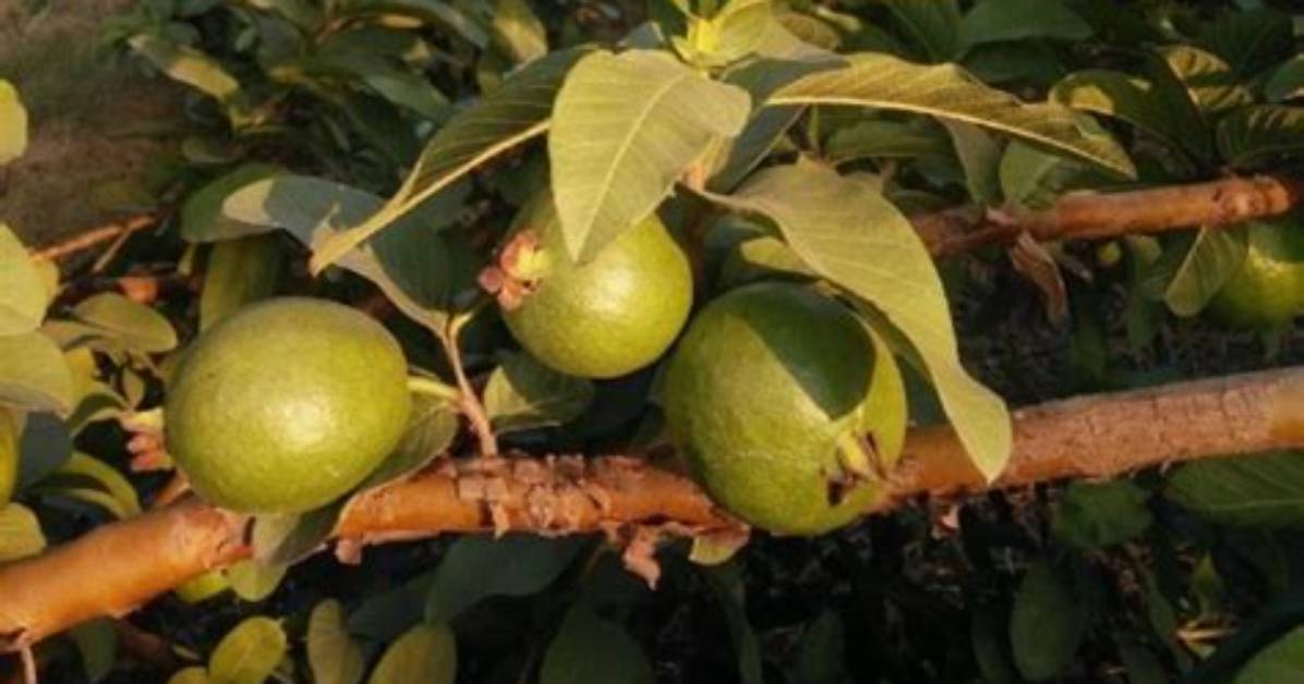 How Long Does a Guava Tree Take to Grow