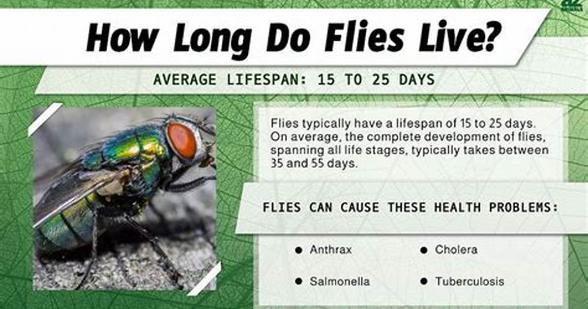 How Long Does a Horse Fly Live