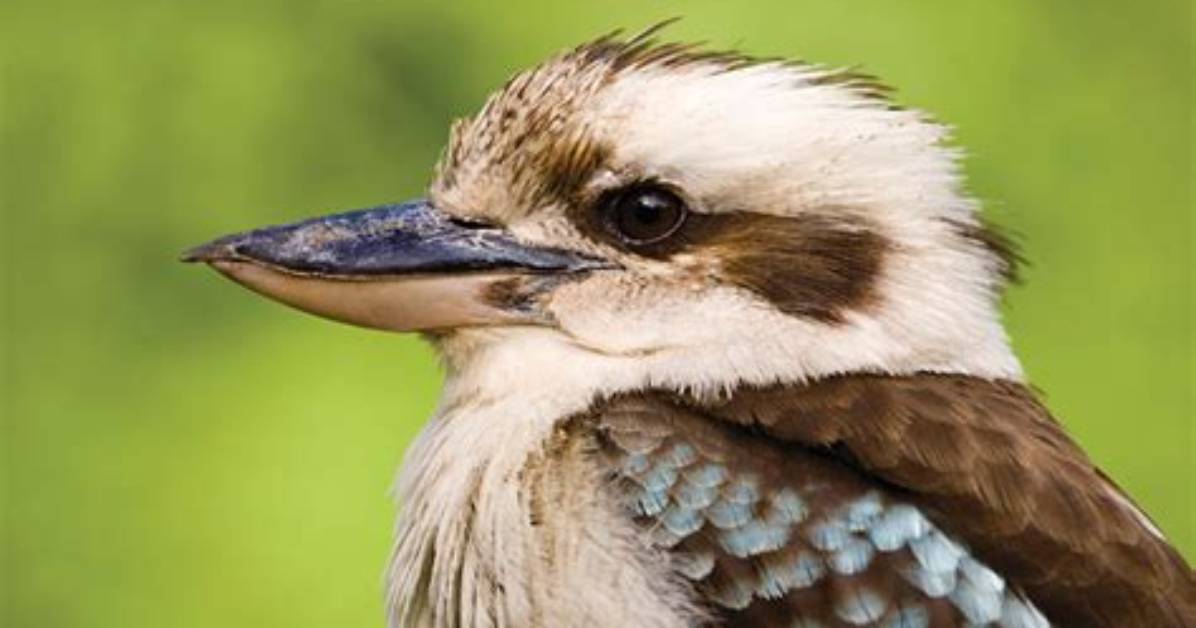 How Long Does a Kookaburra Live