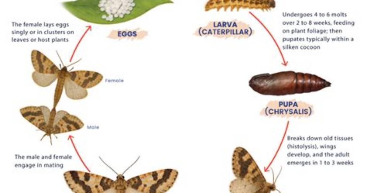 How Long Does a Moth Larvae Take to Hatch