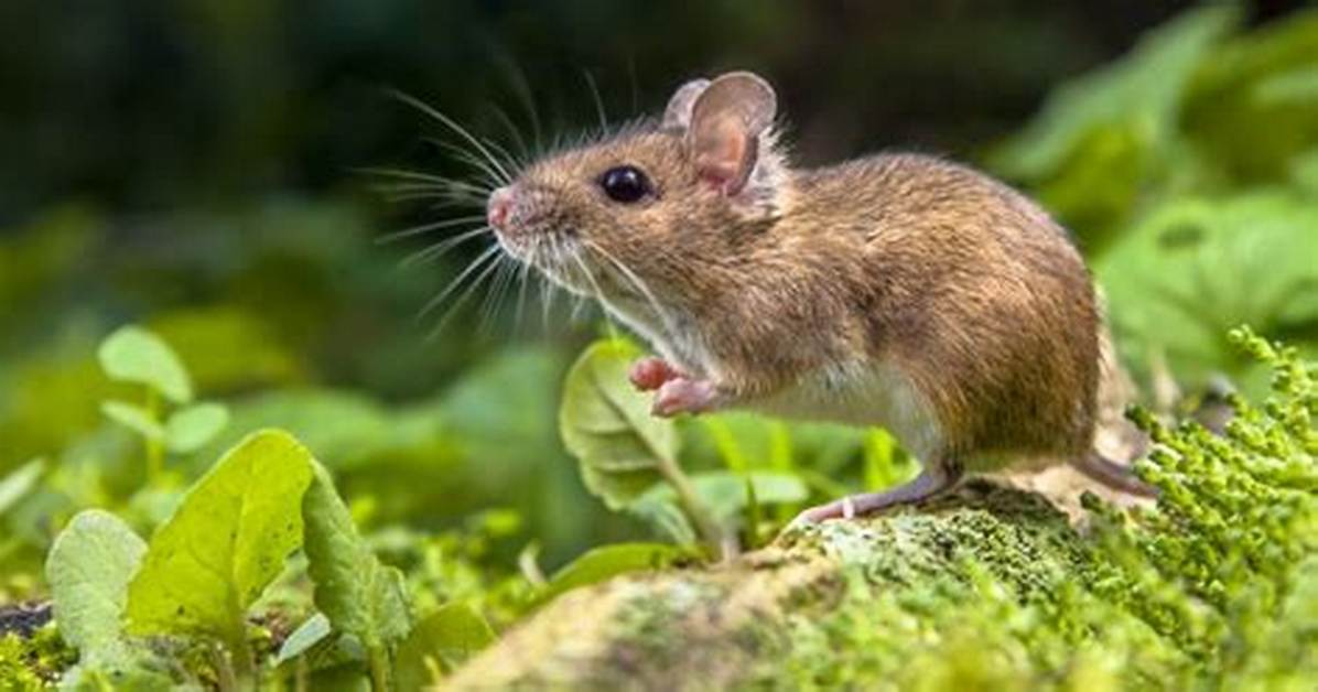 How Long Does a Mouse Live