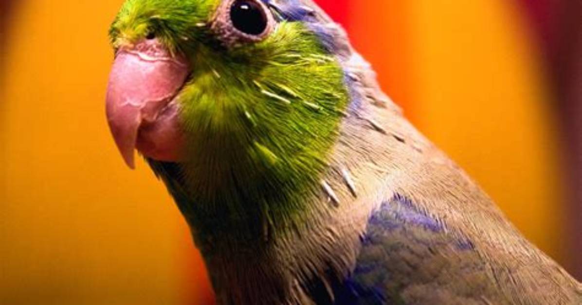 How Long Does a Parrotlet Live?