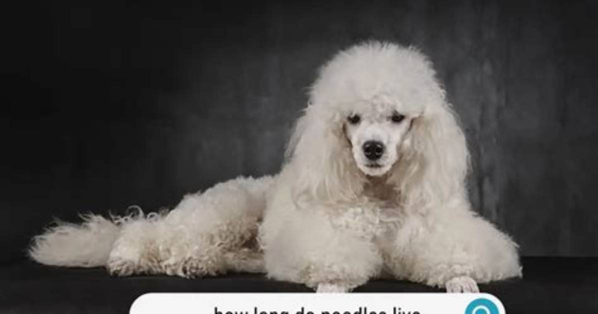 How Long Does a Poodle Live?
