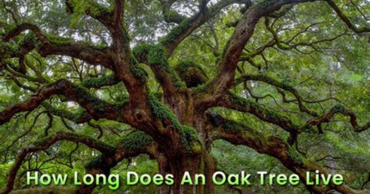How Long Does a Tree Live