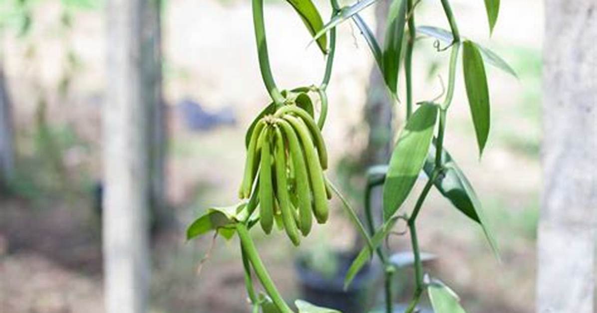 How Long Does a Vanilla Bean Take to Grow