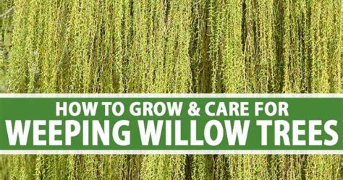How Long Does a Willow Sapling Take to Grow