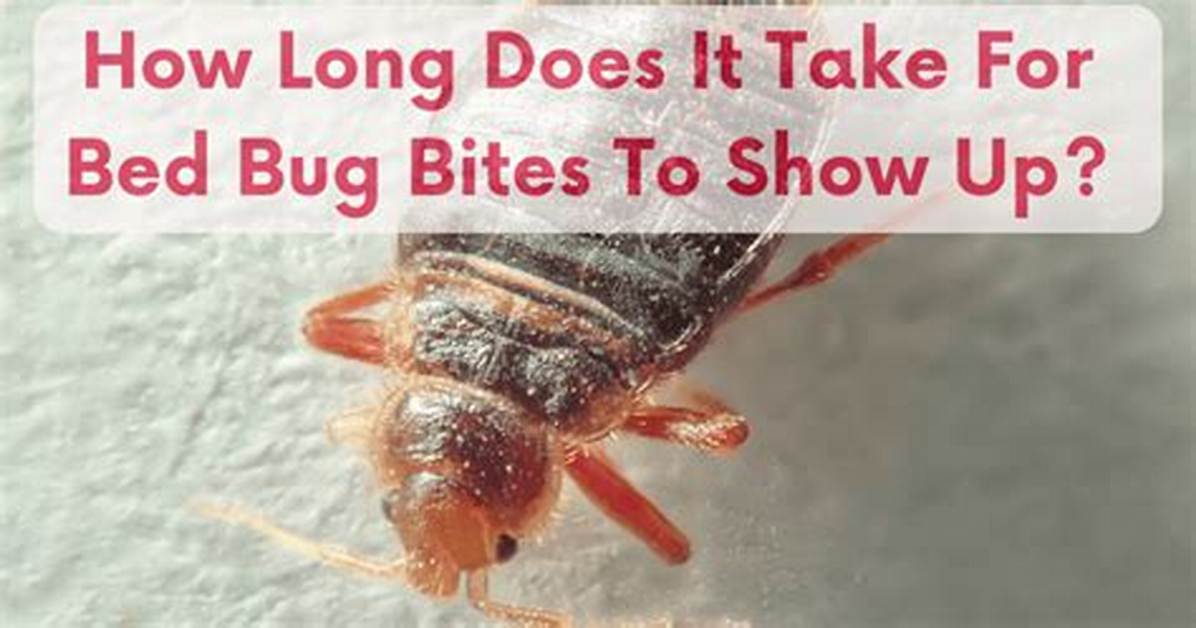 How Long Does Bed Bug Bites Last