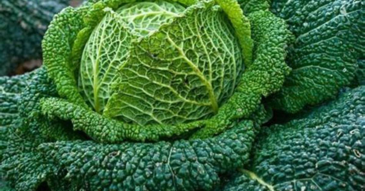 How Long Does Cabbage Take to Sprout?