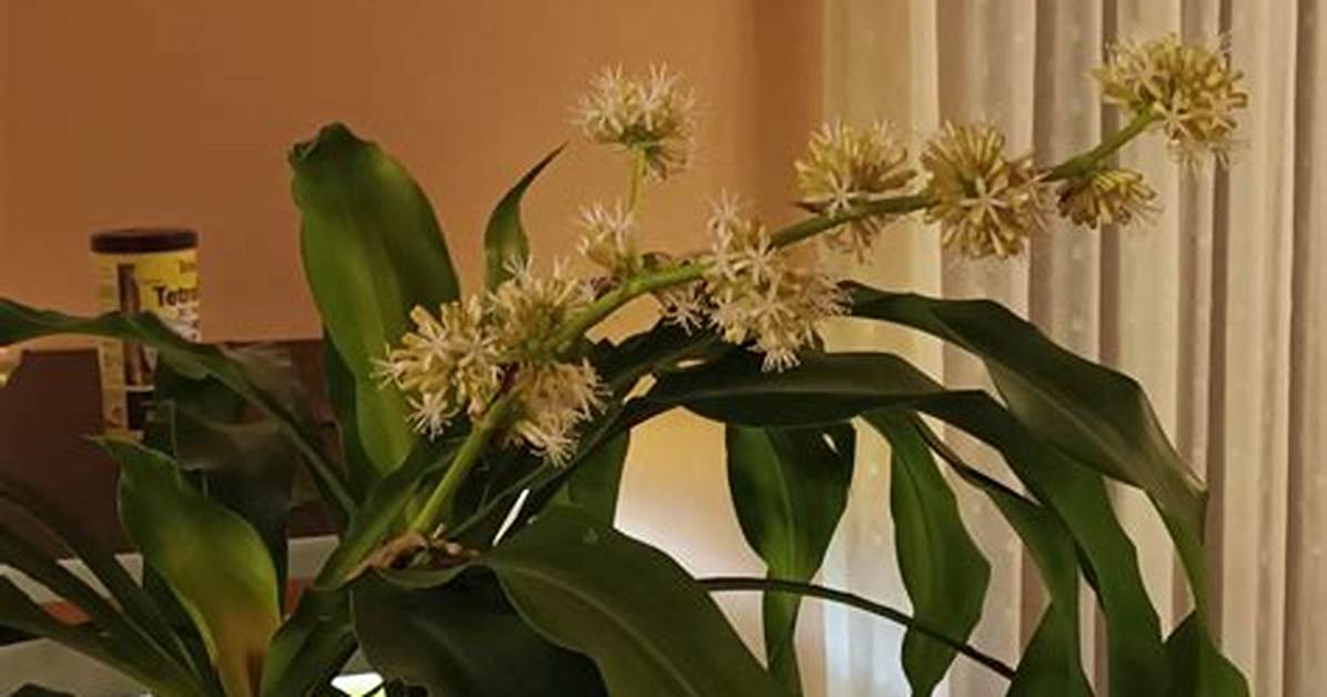 How Long Does Dracaena Flower Last