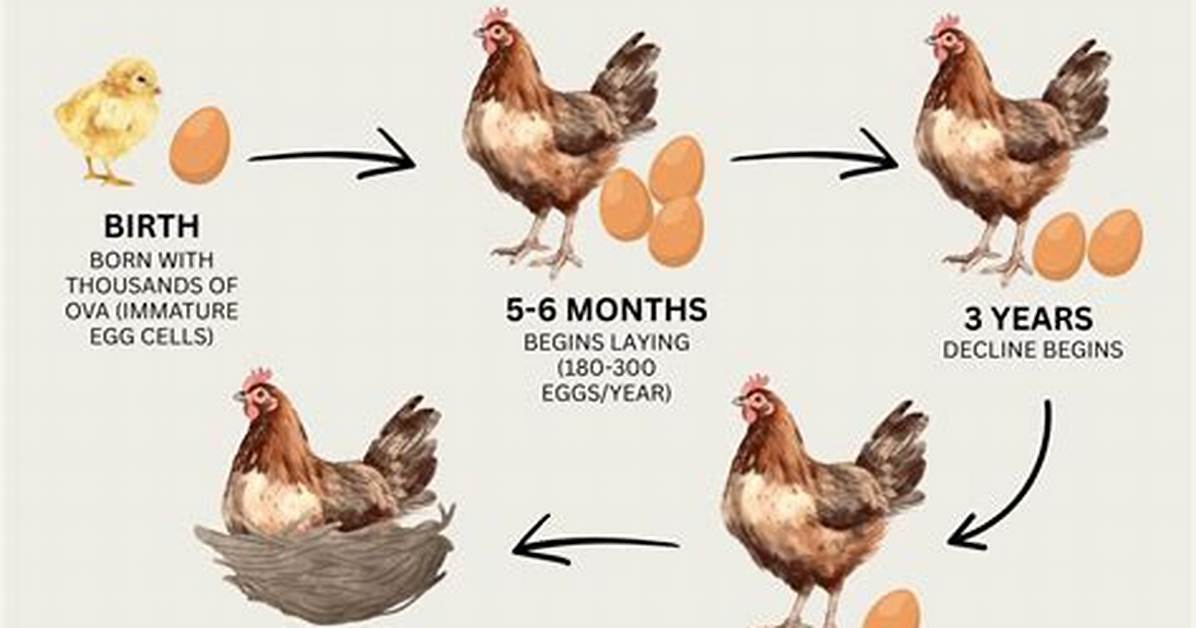 How Long Does It Take Chicks to Get Feathers