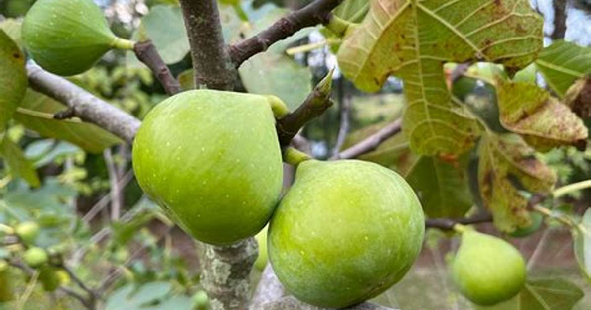 How Long Does It Take Figs to Grow