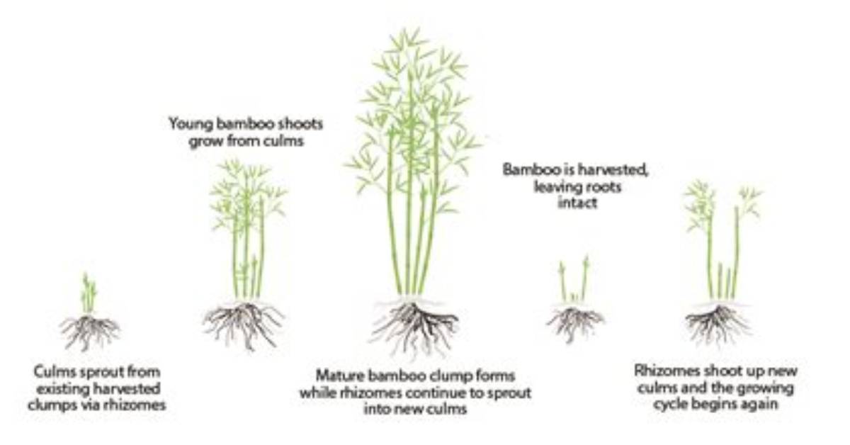 How Long Does It Take for Bamboo Flooring to Acclimate?