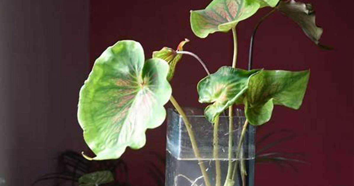How Long Does It Take for Caladiums to Grow