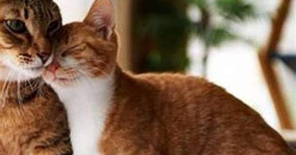 How Long Does It Take for Cat Dander to Break Down