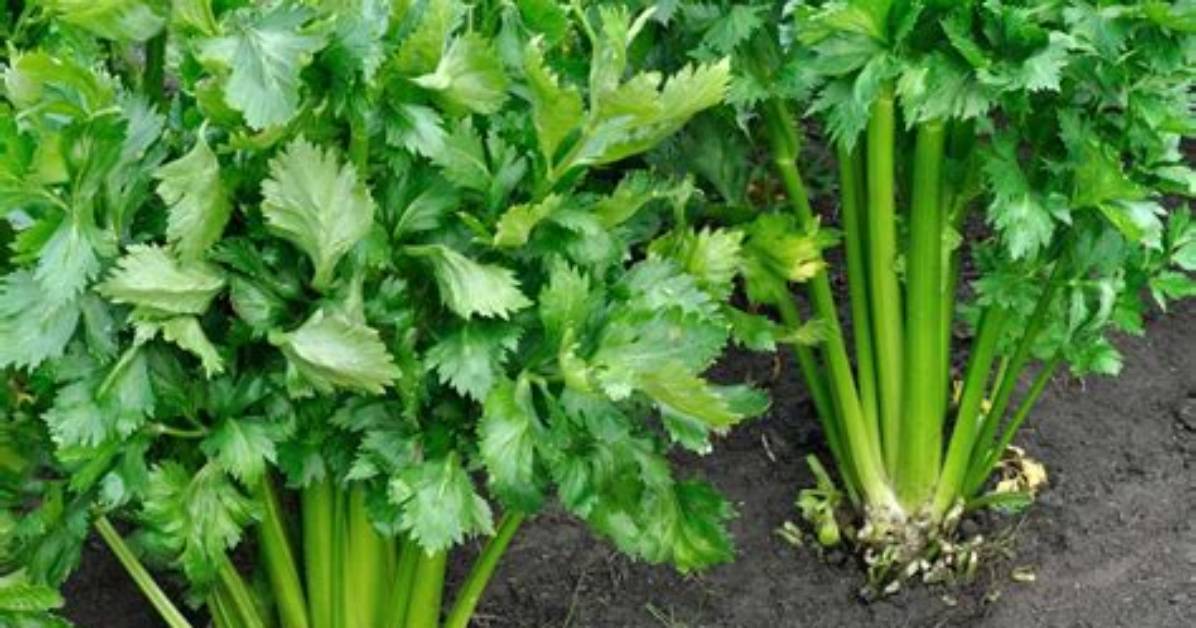 How Long Does It Take for Celery to Absorb Food Coloring?
